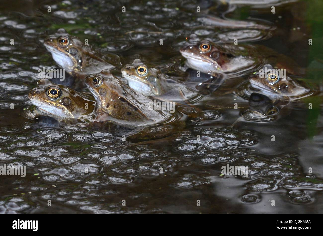 common frogs spawning Stock Photo
