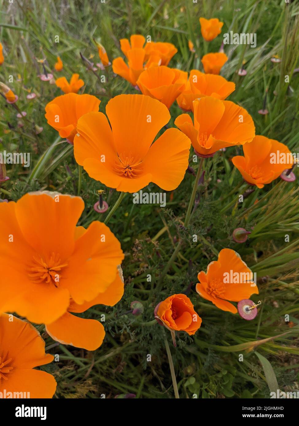 A closeup of orange California poppies growing along Glass Beach in Fort Bragg Stock Photo