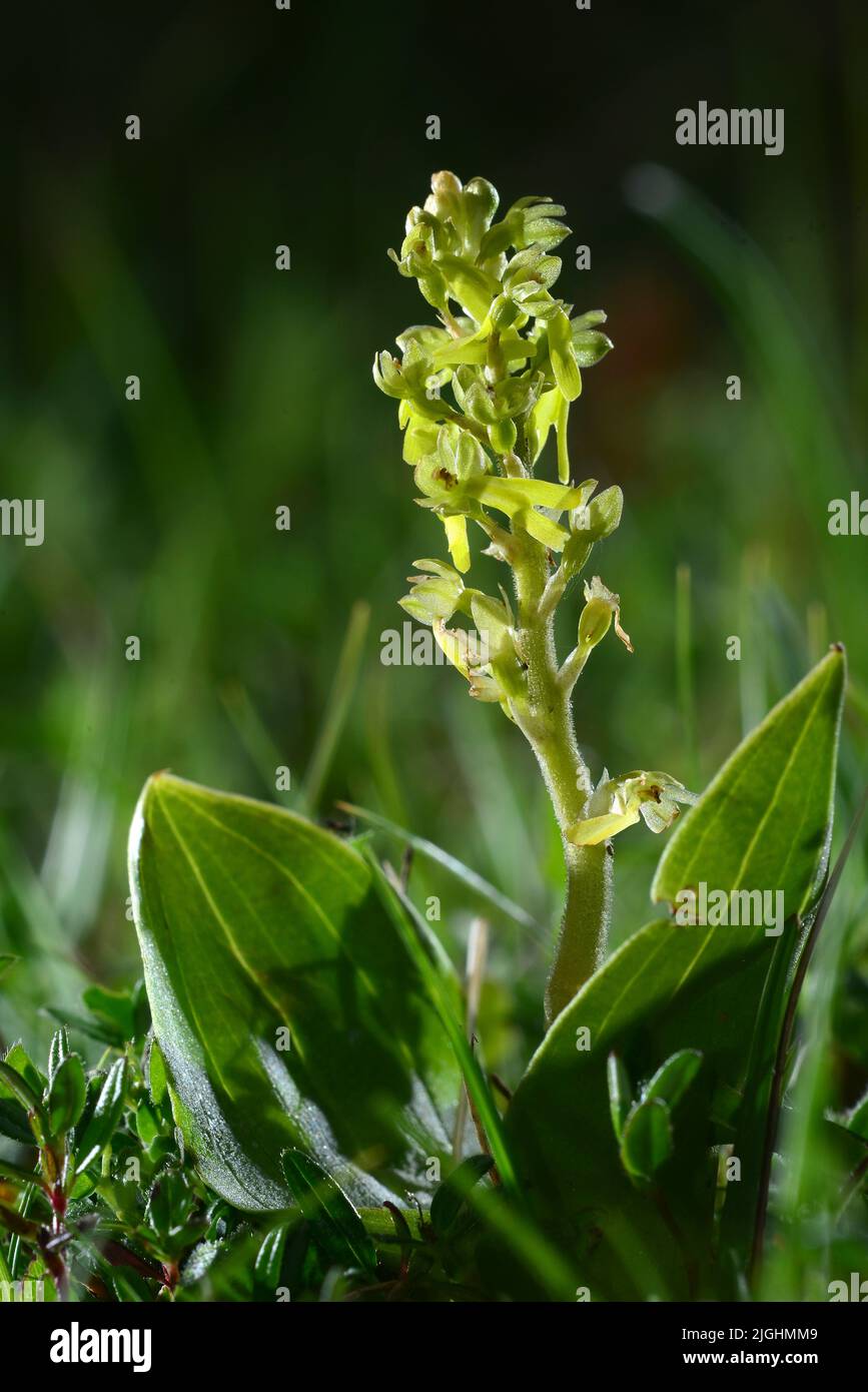 Close-up portrait of common twayblade flower. Dorset, UK Stock Photo