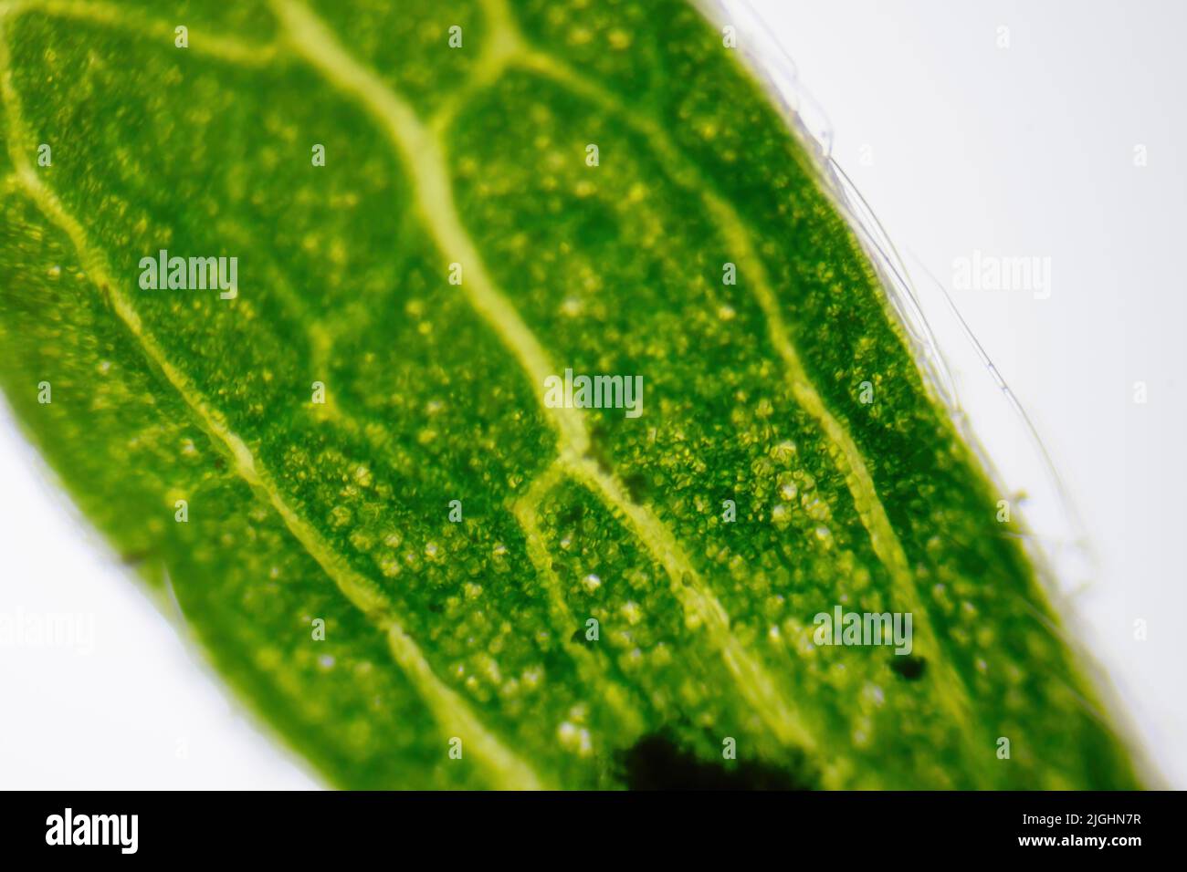 Closeup macro shot of a glass blade under the microscope high