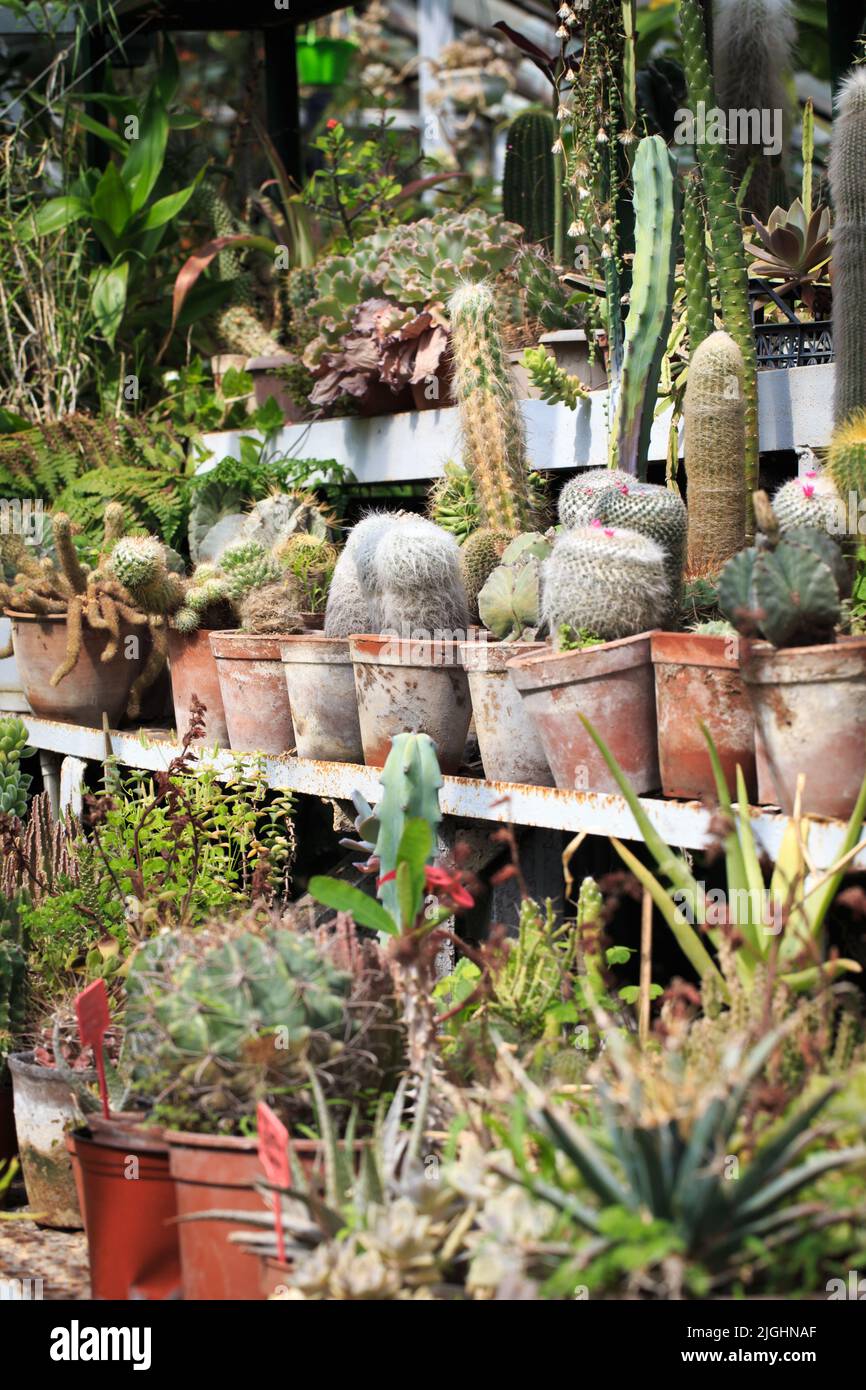 Collection of cacti in pots. Garden decoration. Various types of beautiful  cactus garden. Shelves with pots Stock Photo - Alamy, image size:866x1390