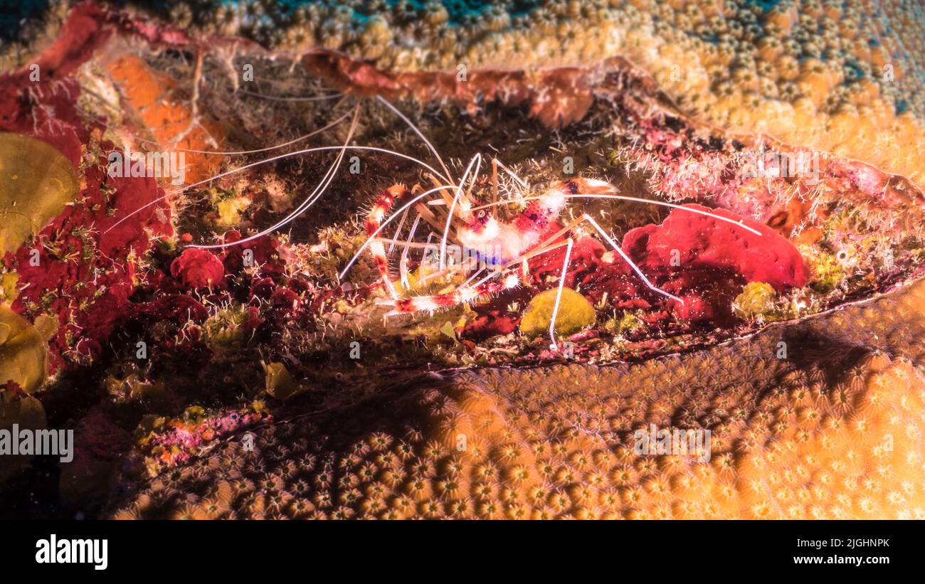 Close up of Banded Coral Shrimp in coral reef of Caribbean Sea, Curacao Stock Photo