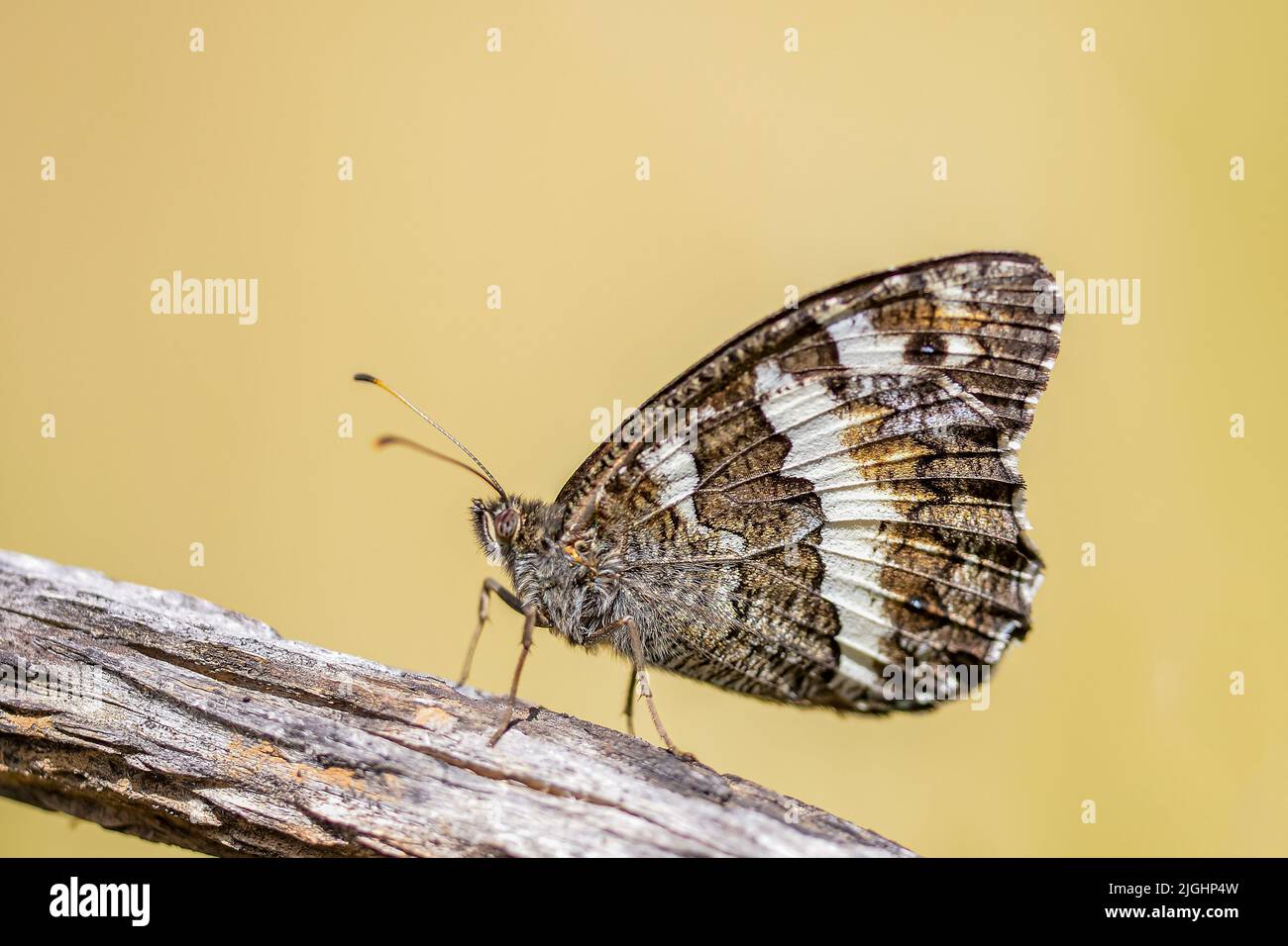 Brintesia circe is a rhyloceran Lepidoptera of the Nymphalidae family. Stock Photo