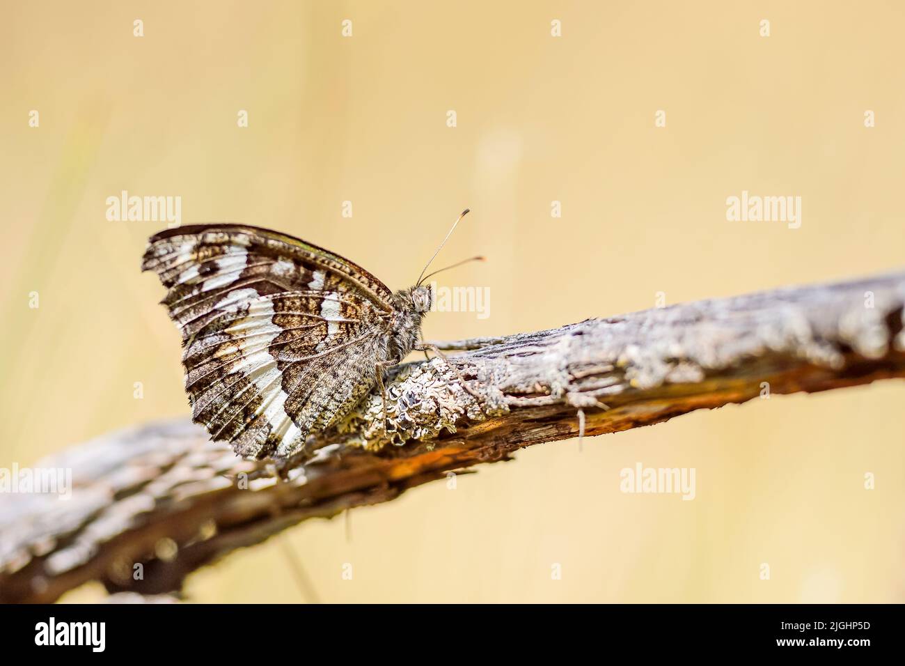 Brintesia circe is a rhyloceran Lepidoptera of the Nymphalidae family. Stock Photo