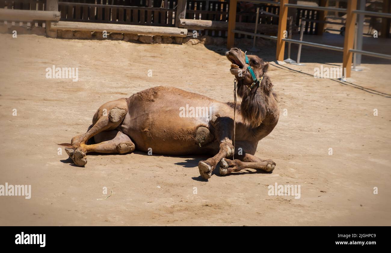 Camel park cyprus mazotos hi-res stock photography and images - Alamy