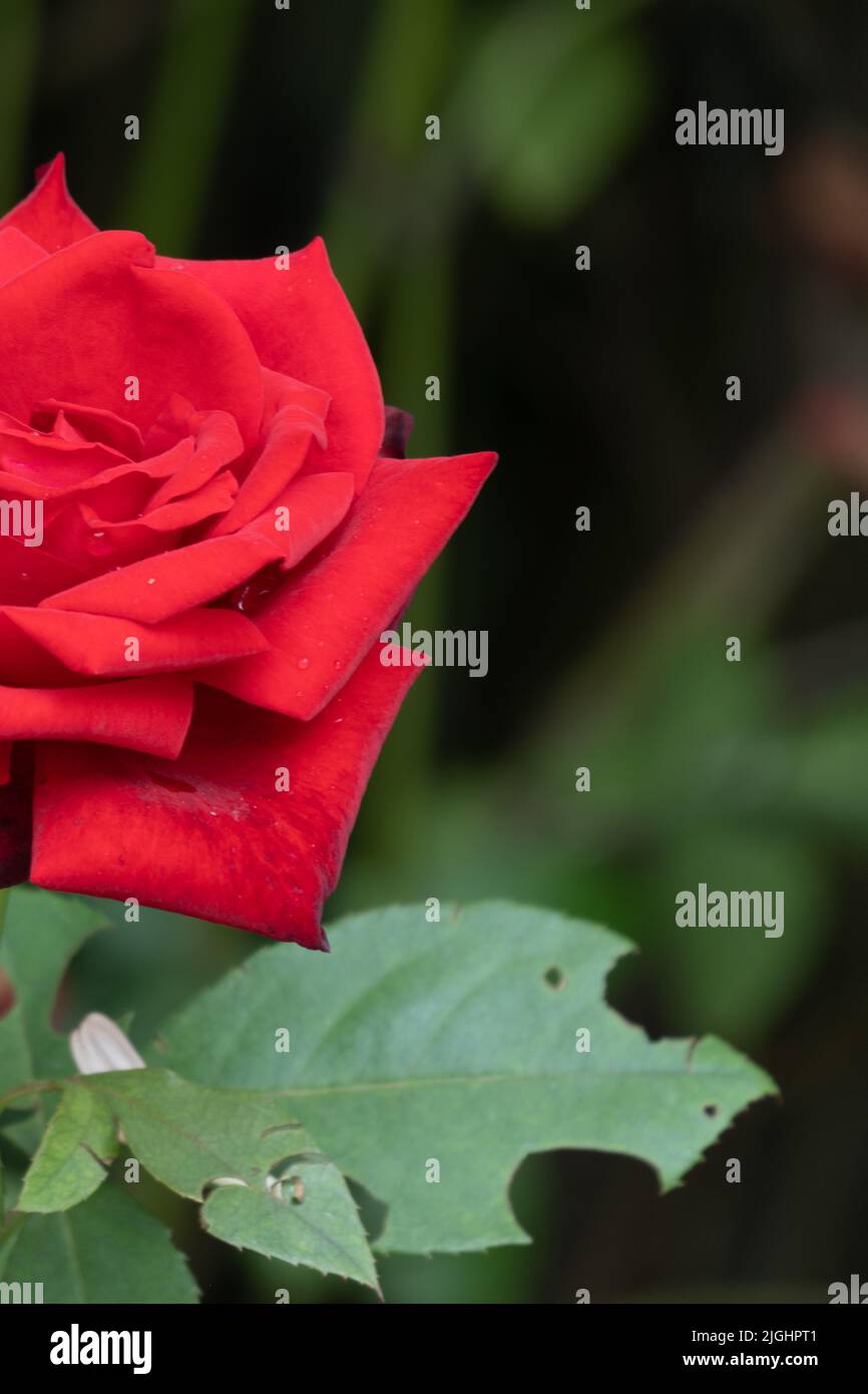 View of a red rose from the Garden of Dreams, Kathmandu, Nepal Stock Photo Alamy