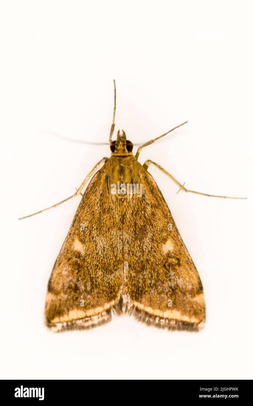 Loxostege sticticalis is a species of moth in the Crambidae family. Stock Photo