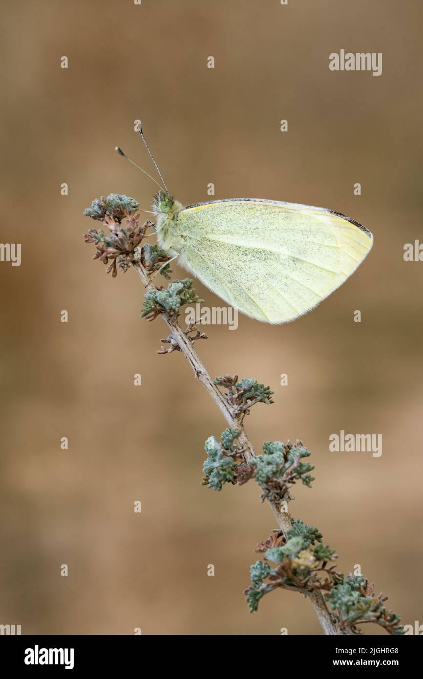 Pieris rapae or cabbage white, is a species of lepidopteran insect of ...