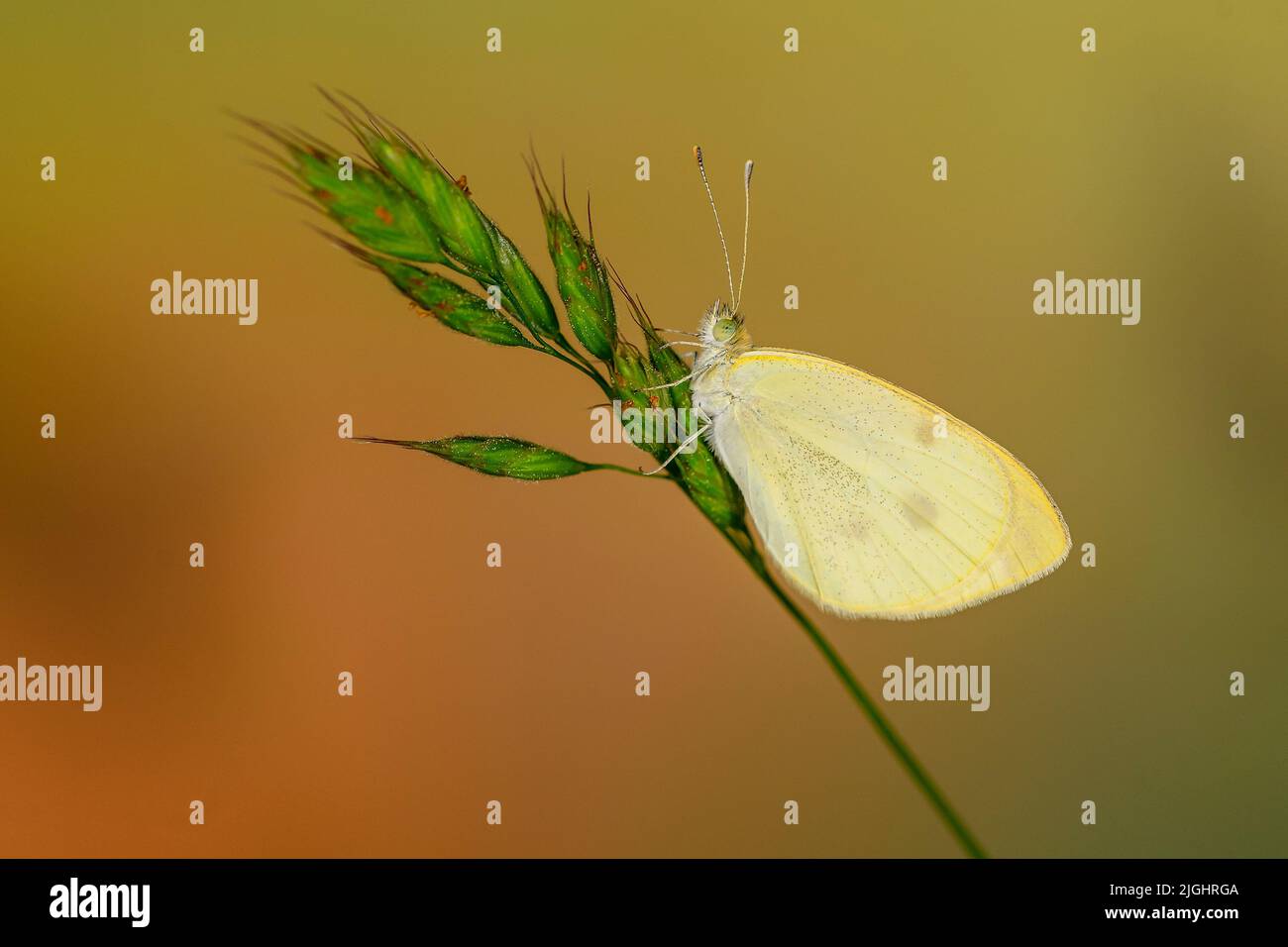 Pieris rapae or cabbage white, is a species of lepidopteran insect of ...
