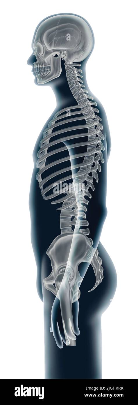 Spine lateral Stock Photo