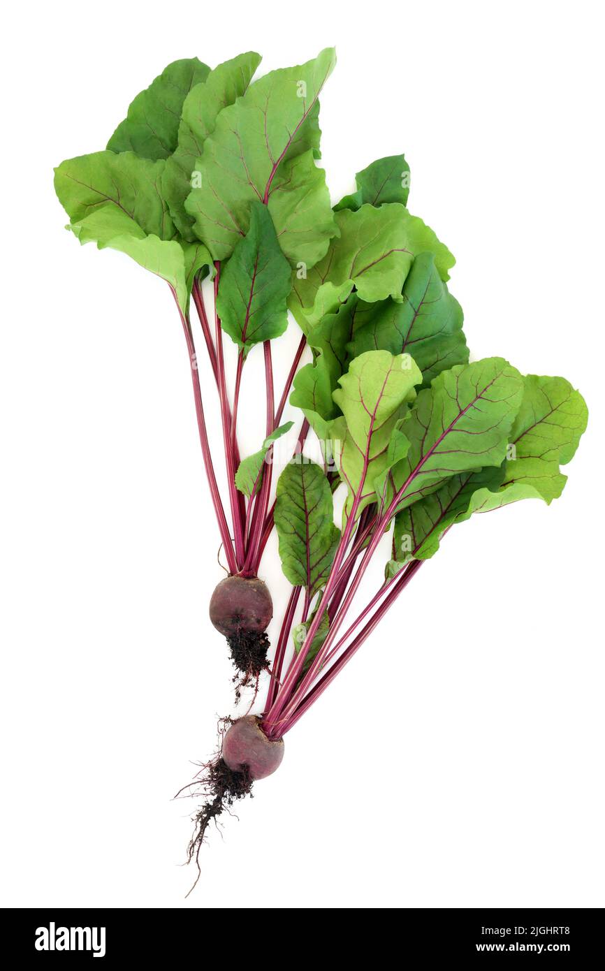 Beetroot plants with earth root balls and leaves. Healthy super food sustainable fresh local produce high in antioxidants, anthocyanins, fibre. Stock Photo