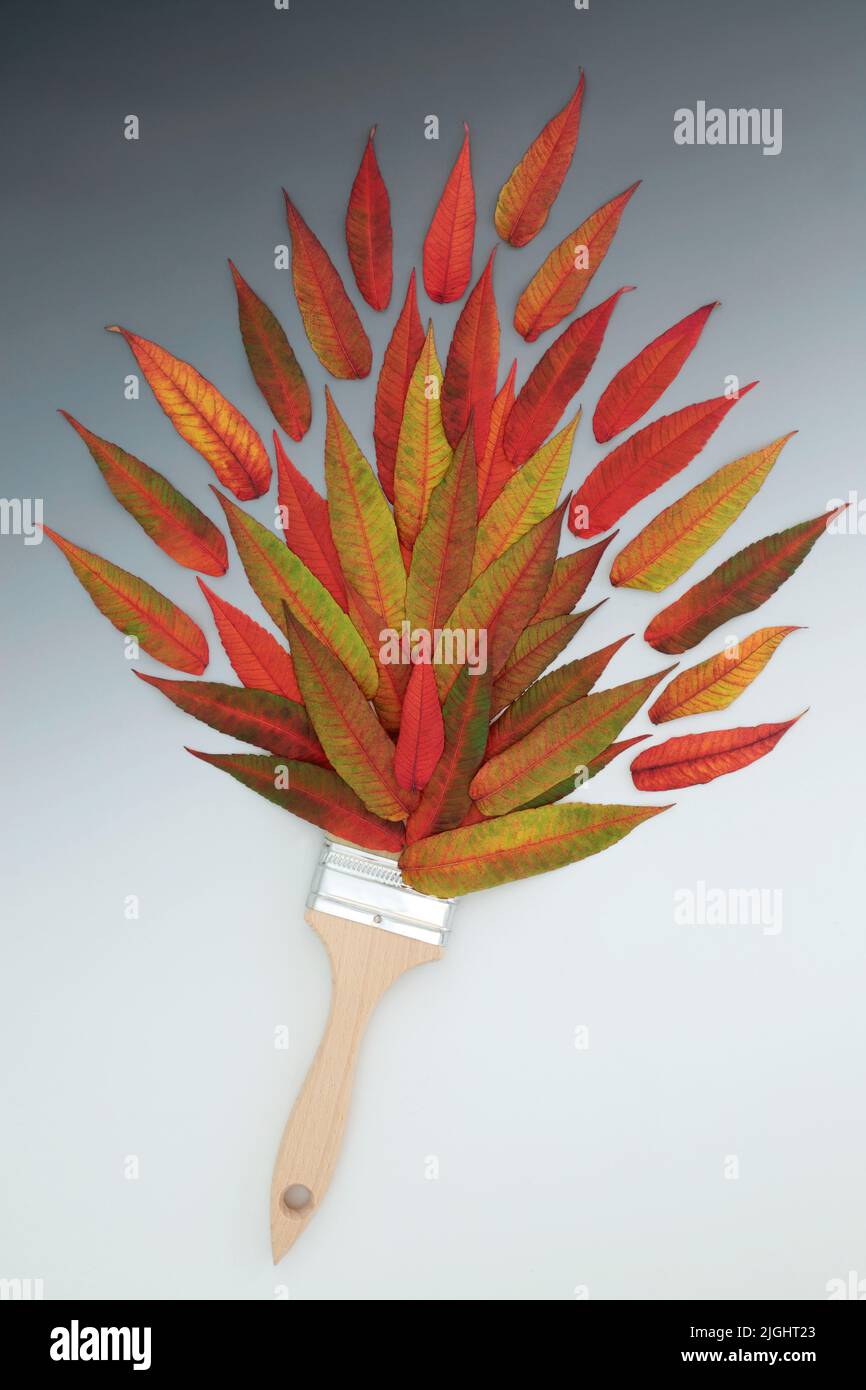 Autumn paintbrush composition vivid red rhus typhina leaves. Surreal nature composition with leaf splash on gradient grey white background. Stock Photo