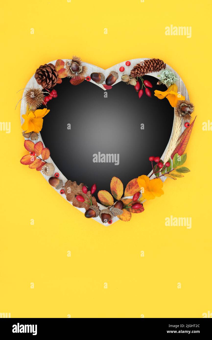 Heart shaped Autumn harvest festival  frame, leaves, flowers, berries, grain and nuts. Thanksgiving and Halloween nature composition. On yellow. Stock Photo