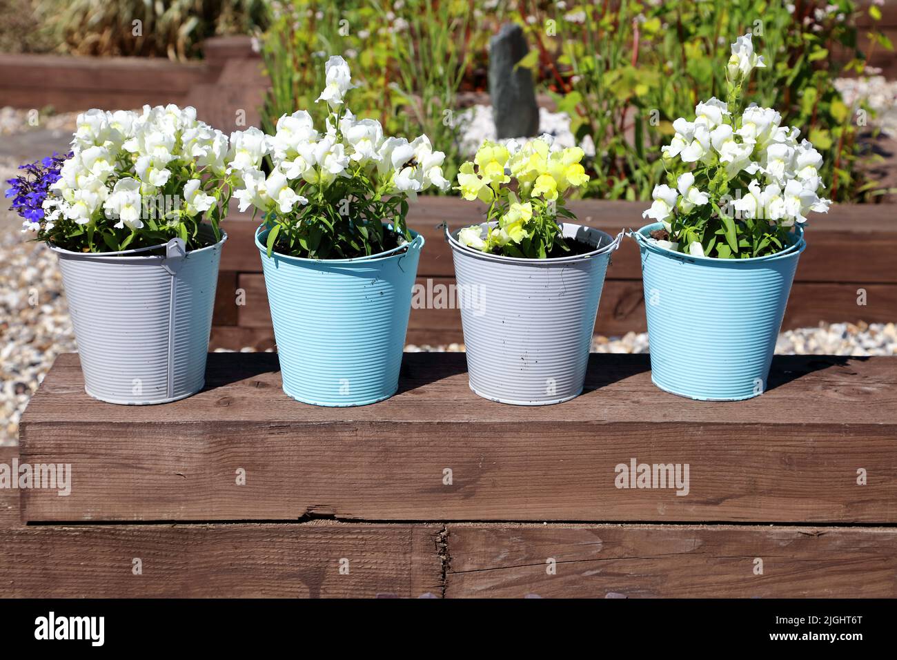 A set of four small painted steel buckets with flowers growing from them in a modern garden. Stock Photo