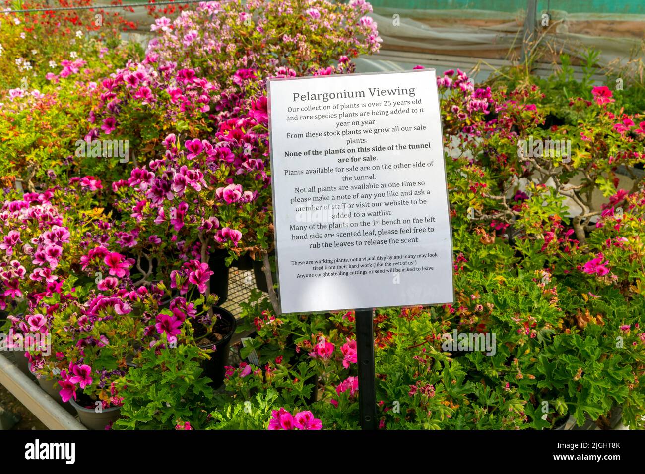 Information sign about Pelargonium viewing, Woottens of Wenhaston nursery garden centre,  Wenhaston, Suffolk, England, UK Stock Photo
