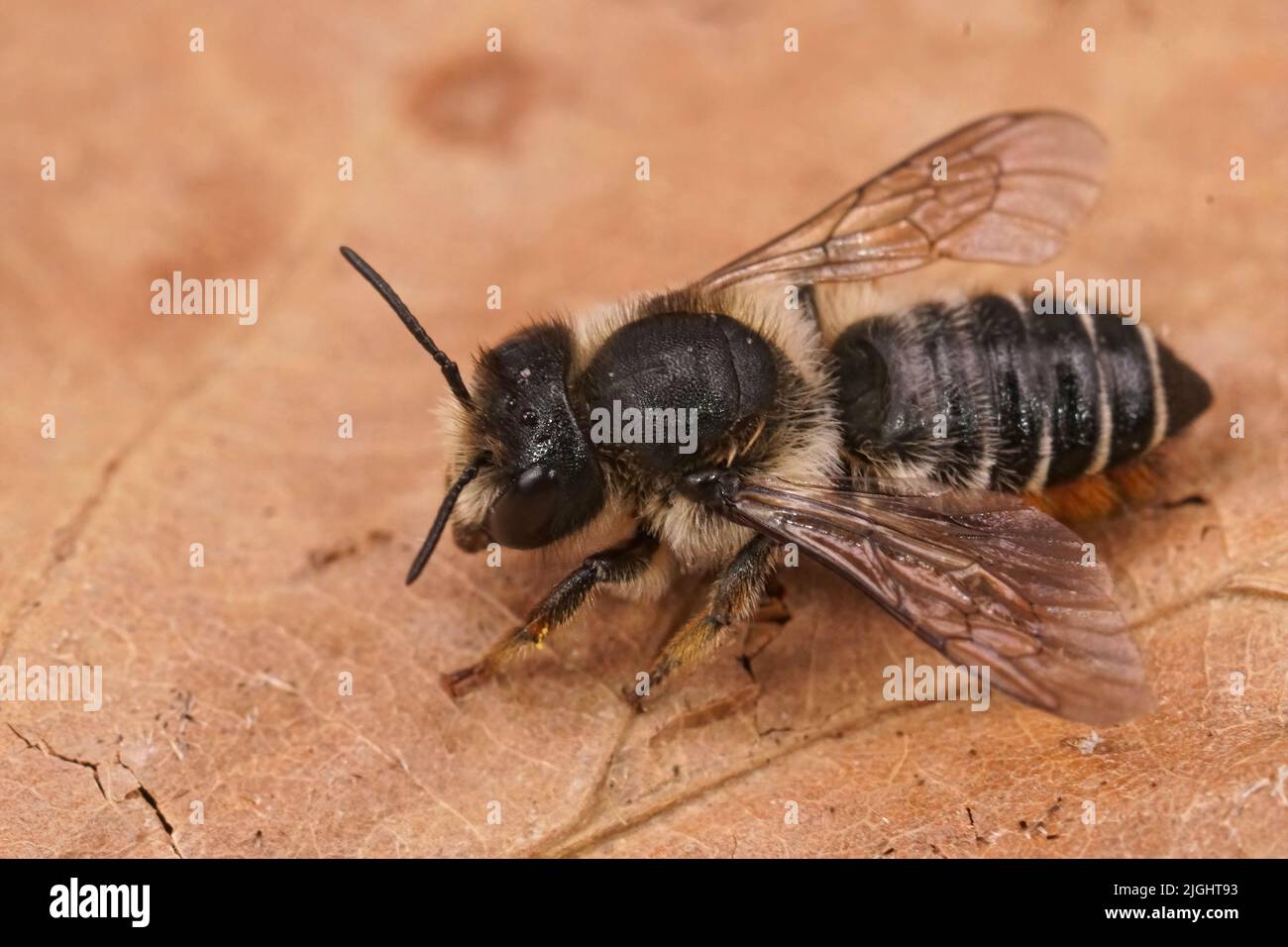 Detailed closeup on a fresh emerged female Willowherb leafcutter bee ...