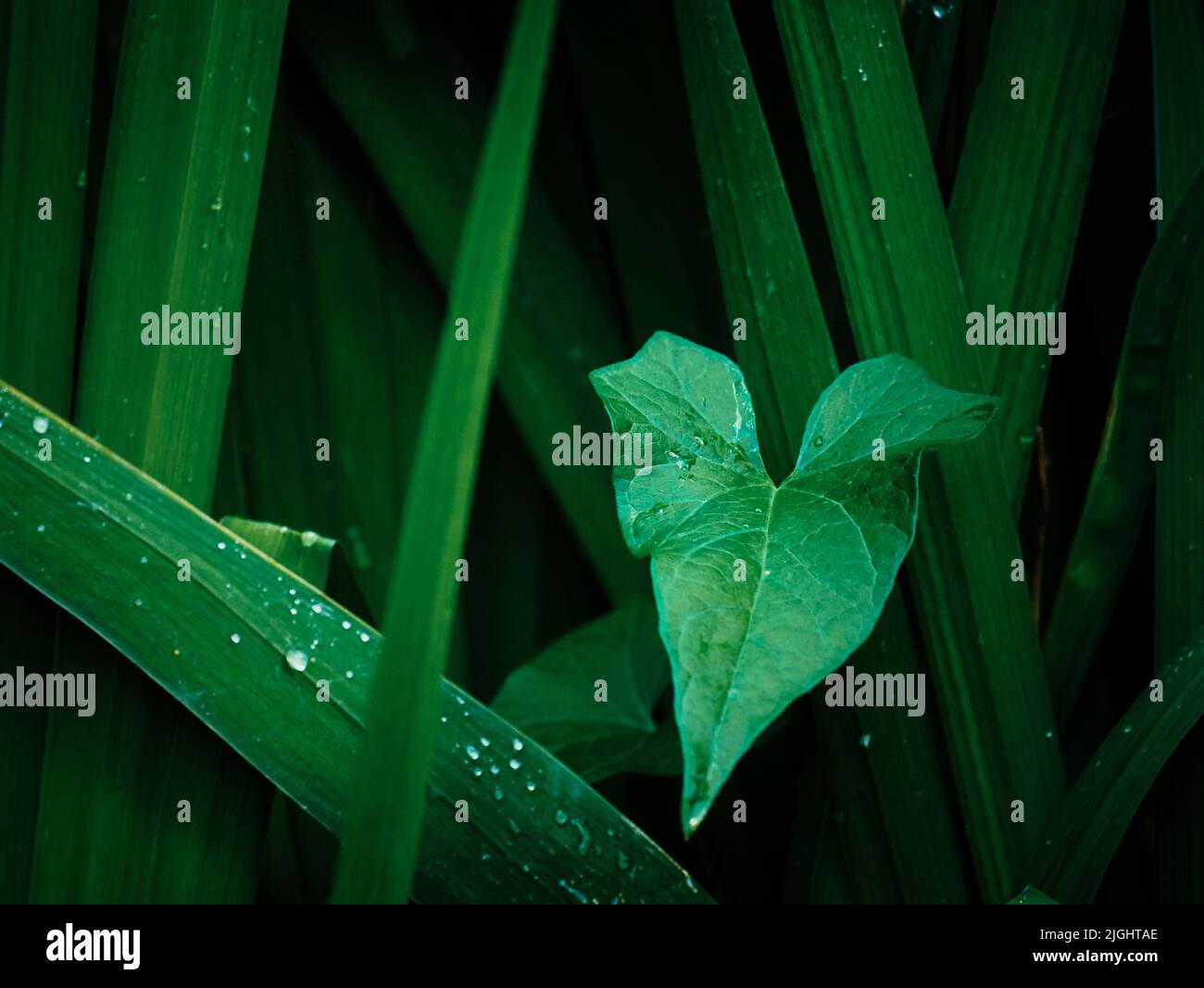 Bind weed, convolvulus leaf amongst green gladioli leaves with dew drops Stock Photo