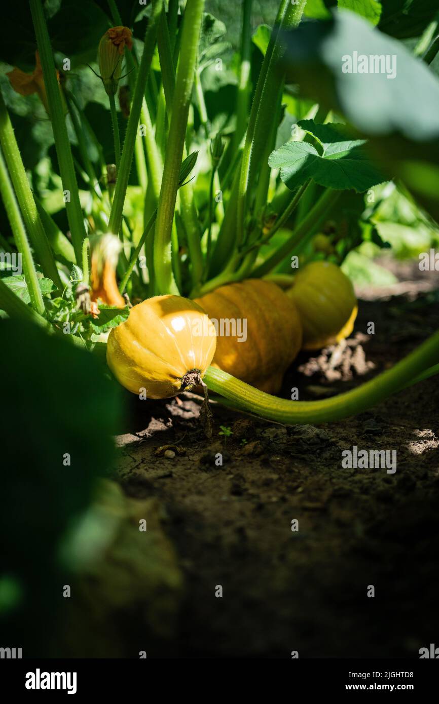 A vertical shot of small pumpkins growing in the garden Stock Photo - Alamy