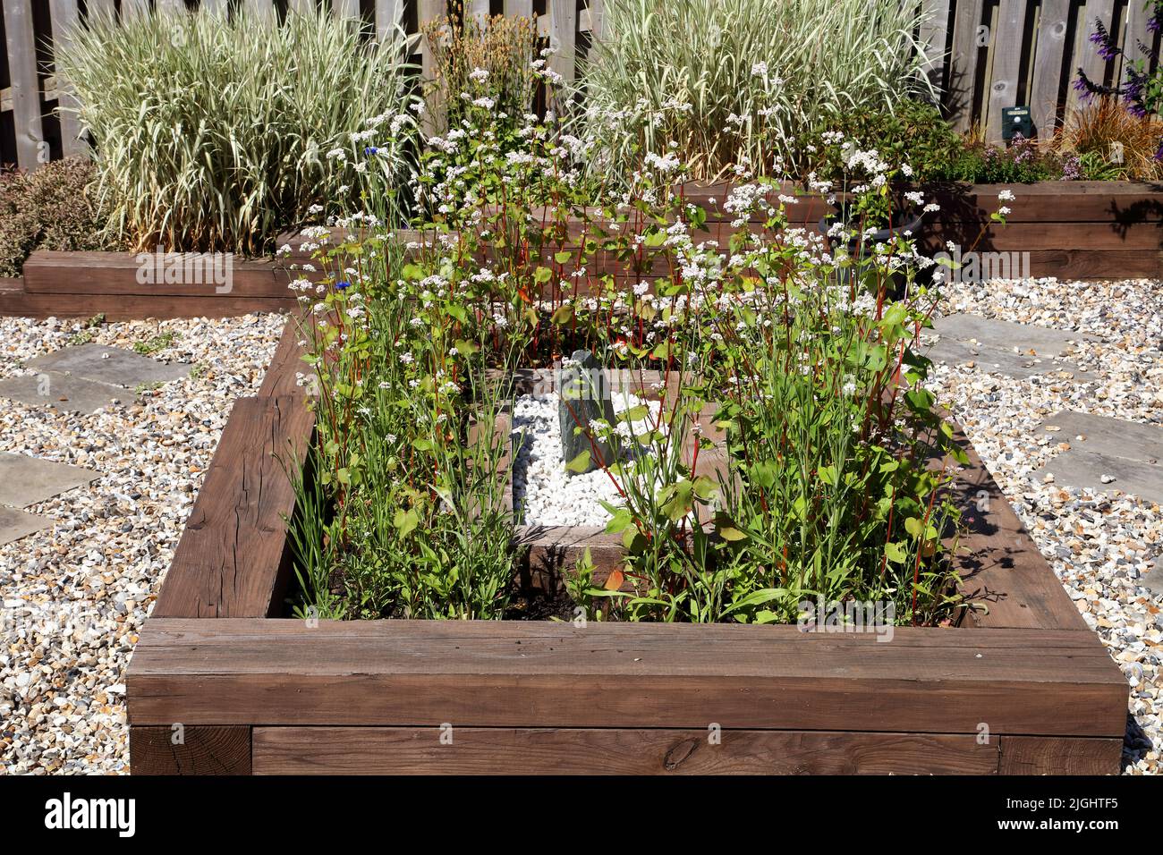 A raised bed showing many wild flowers growing well between the