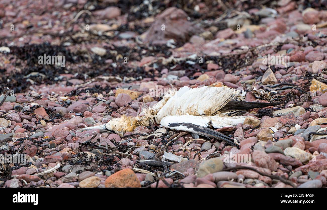 A dead gannet decomposing on a rocky beach, possibly due to Avian bird flu, Berwickshire, Scotland, UK Stock Photo