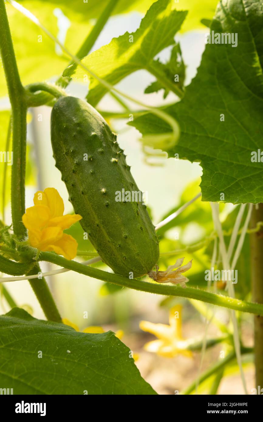 Cucumber growing in a greenhouse Stock Photo