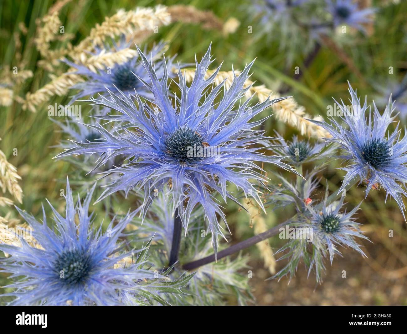 Sea holly Blue Star flowers, Eryngium alpinum Stock Photo