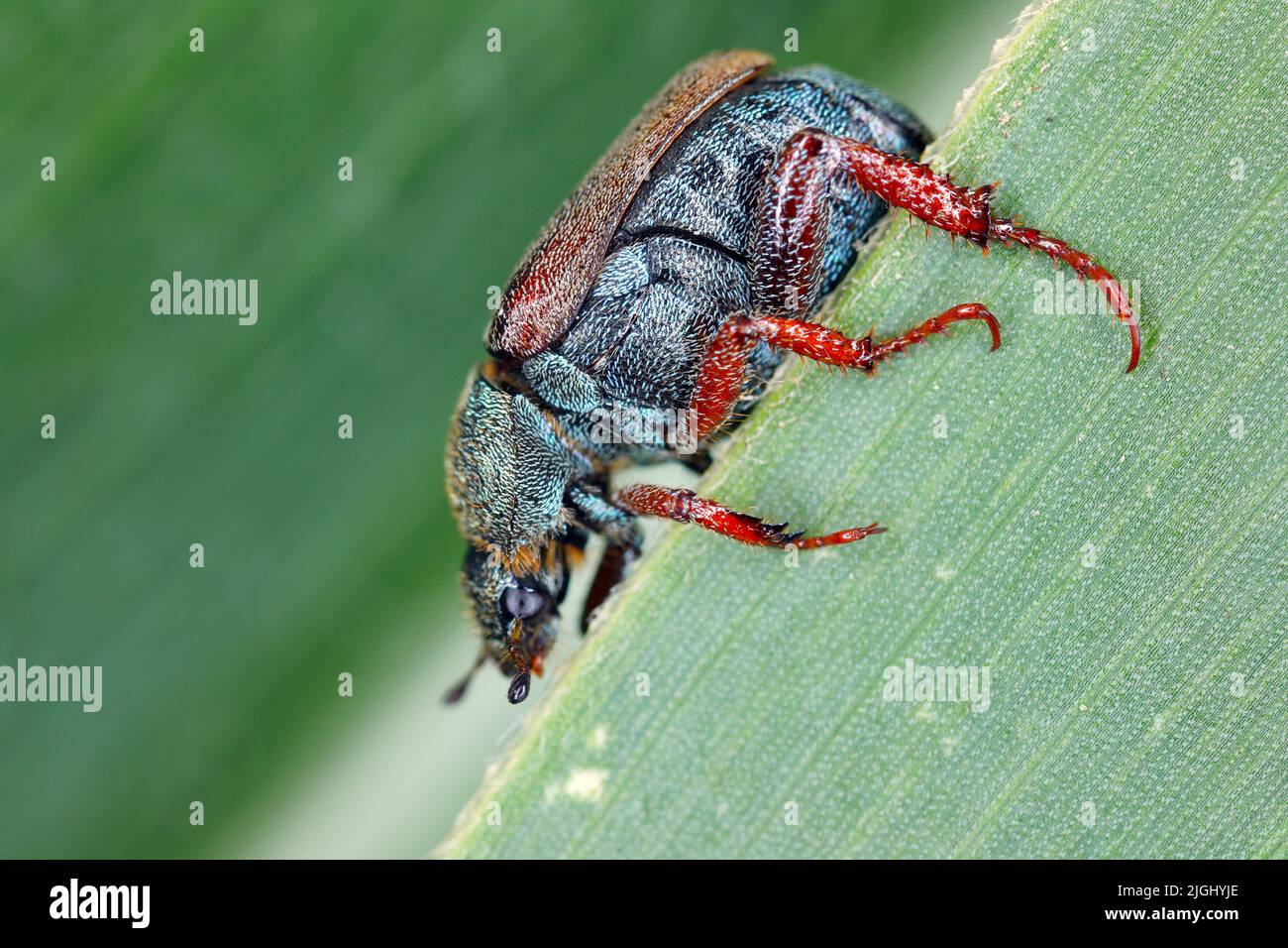 A monkey beetle (Hoplia sp.) on a green leaf. Stock Photo