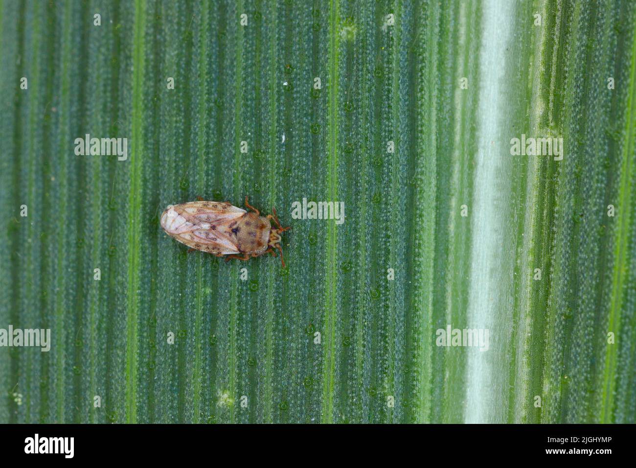 Piesma also Parapiesma quadratum (Piesmidae) is a true bug, important pest of beet crops, cultivation. Stock Photo