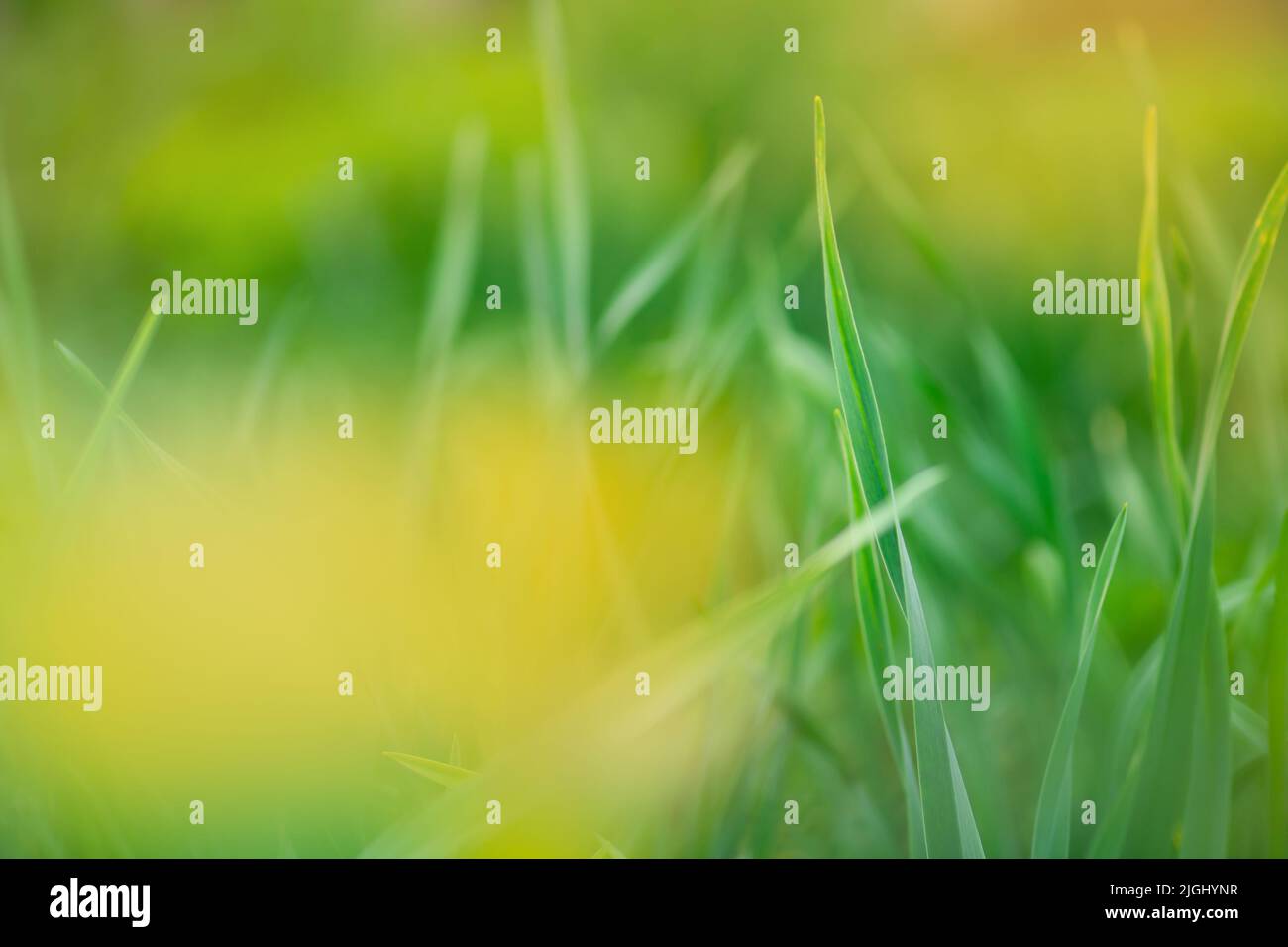 Green grass wild meadow blurred bio backgrounds. Amazing green plants