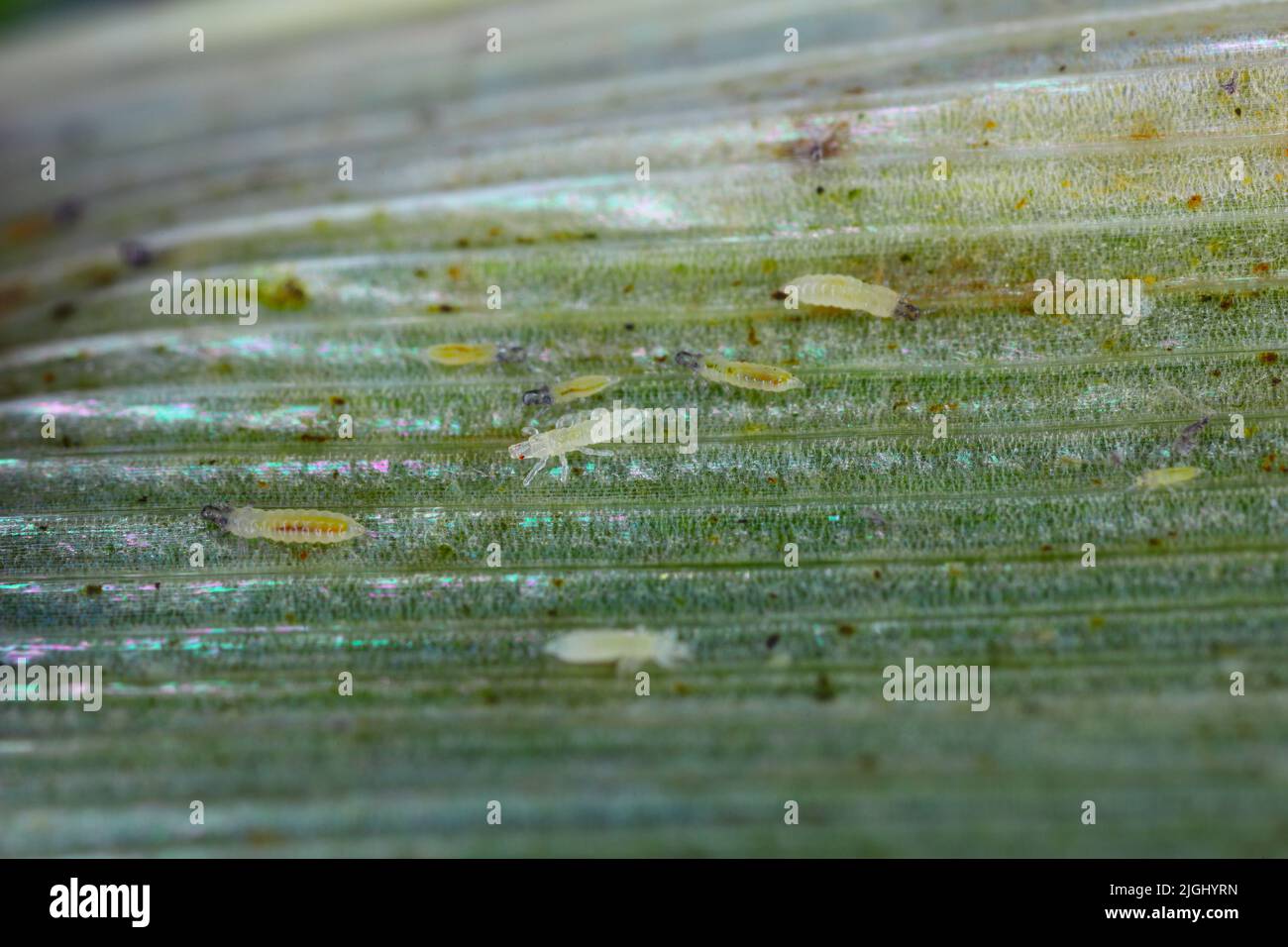Thrips on cereals. They are economically important pests of various plants. Stock Photo