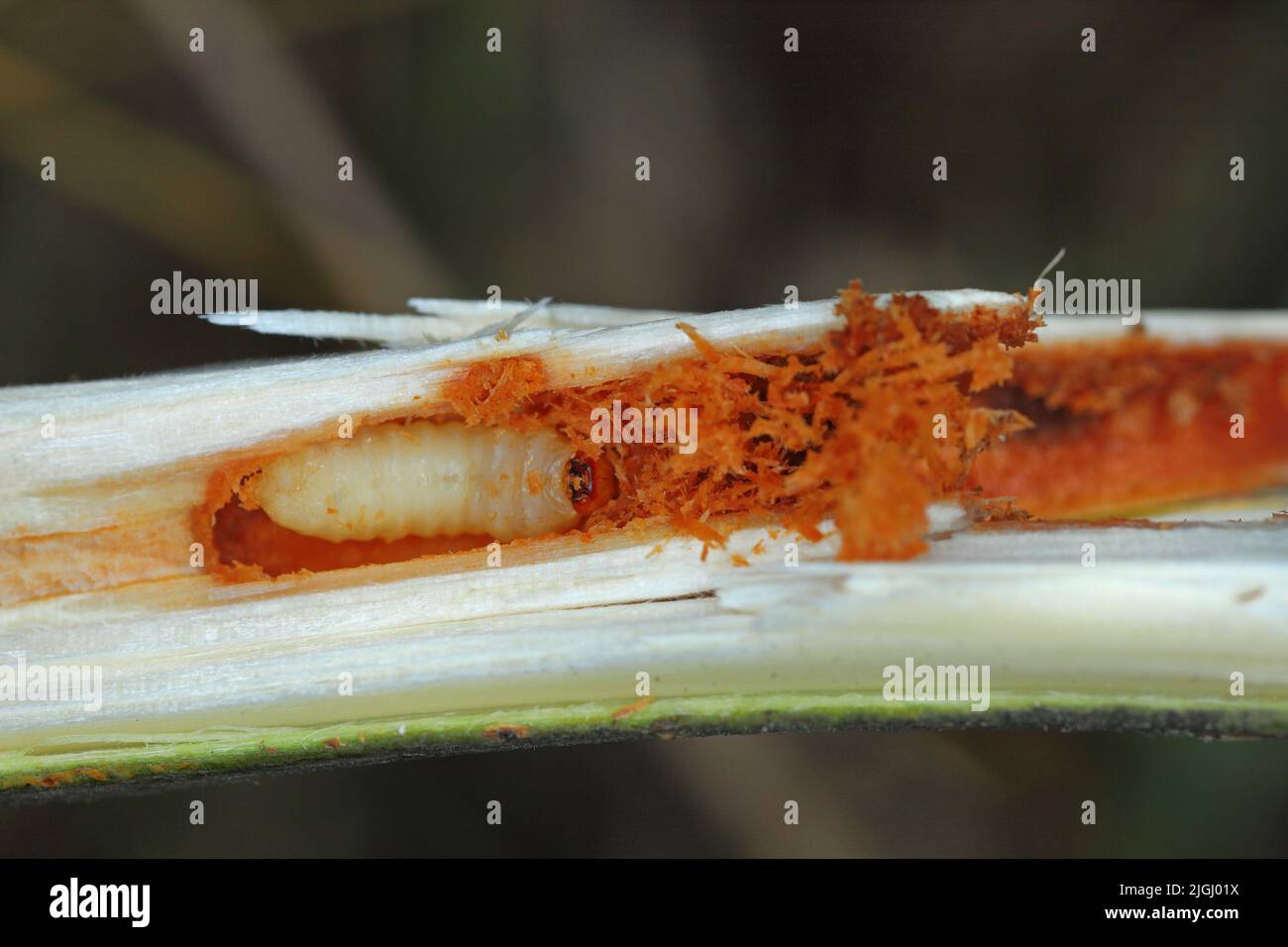 Weevil beetle larva, Cryptorhynchus lapathi, from Curculionidae family inside a willow shoot in a plantation. Stock Photo