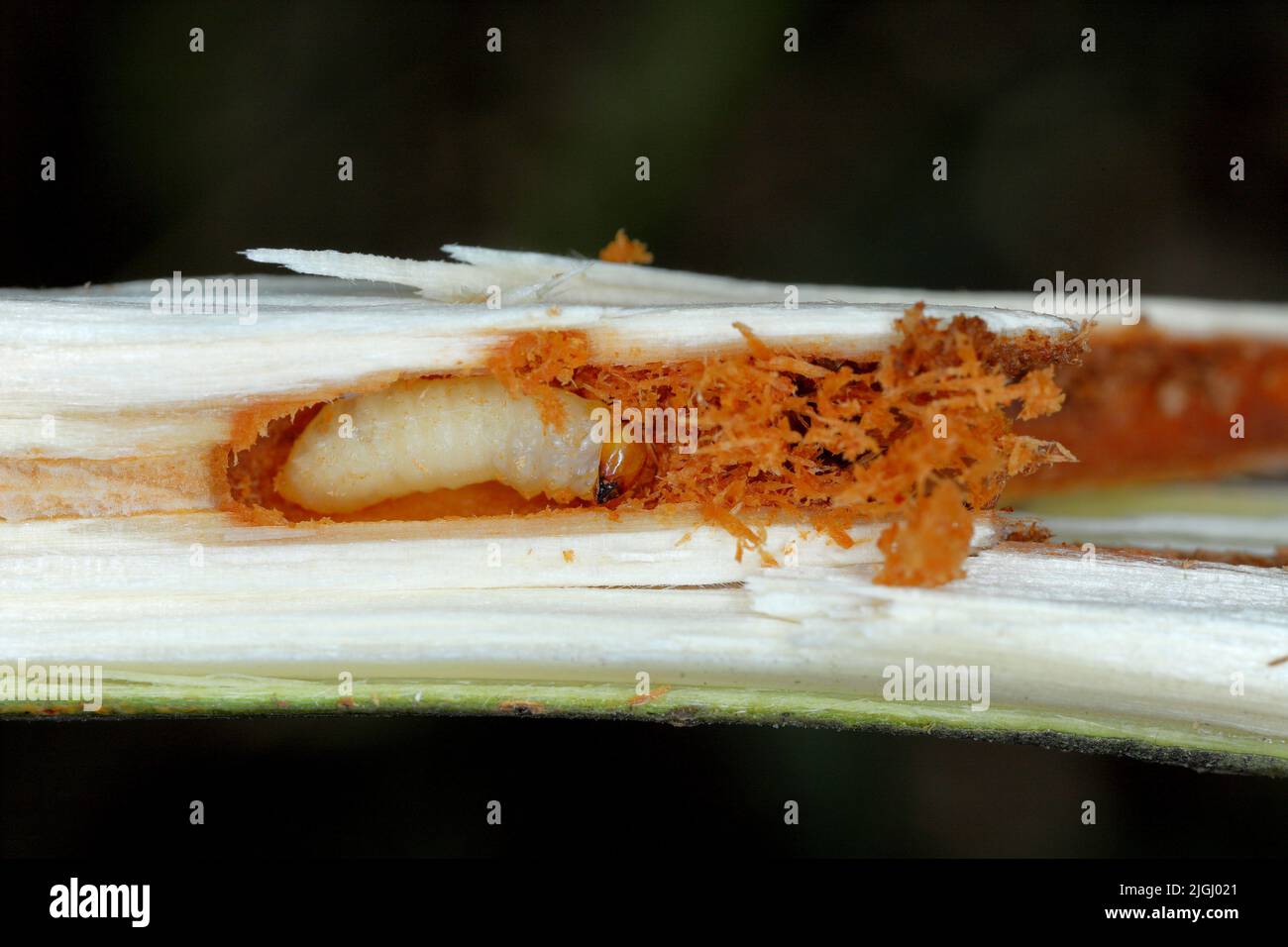 Weevil beetle larva, Cryptorhynchus lapathi, from Curculionidae family inside a willow shoot in a plantation. Stock Photo