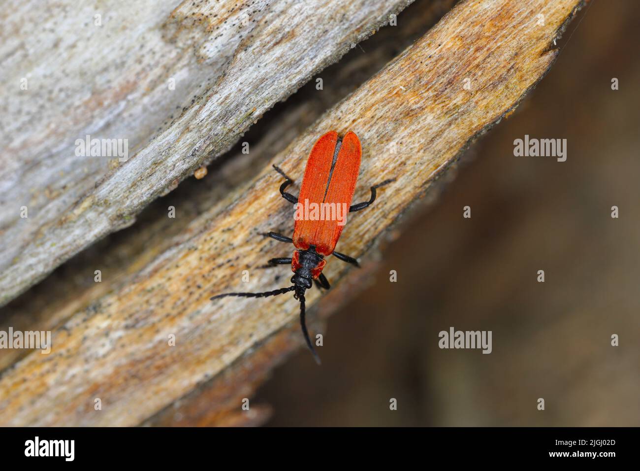Bright red Net-winged beetle (Lygistopterus sanguineus) with black spots in the pine forest. Stock Photo