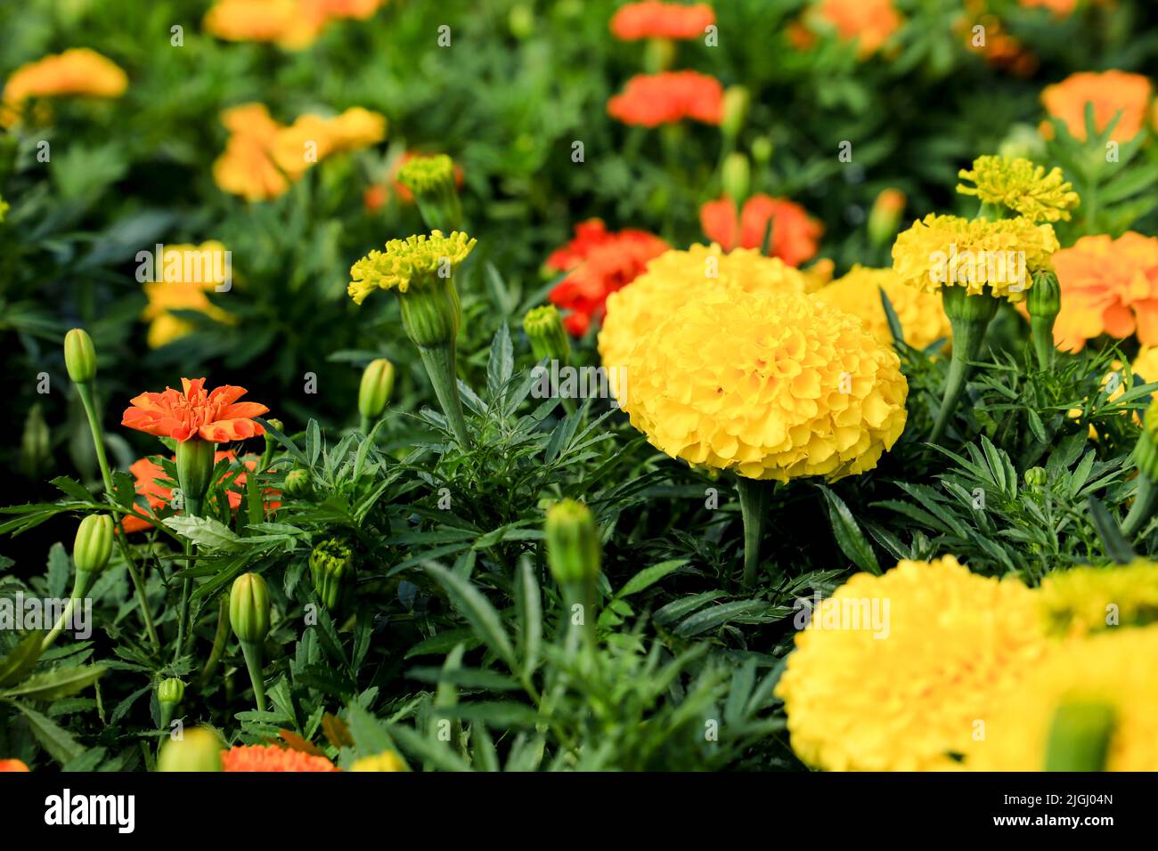 Colorful Chrysanthemum flowers in the garden under the sun Stock Photo Alamy