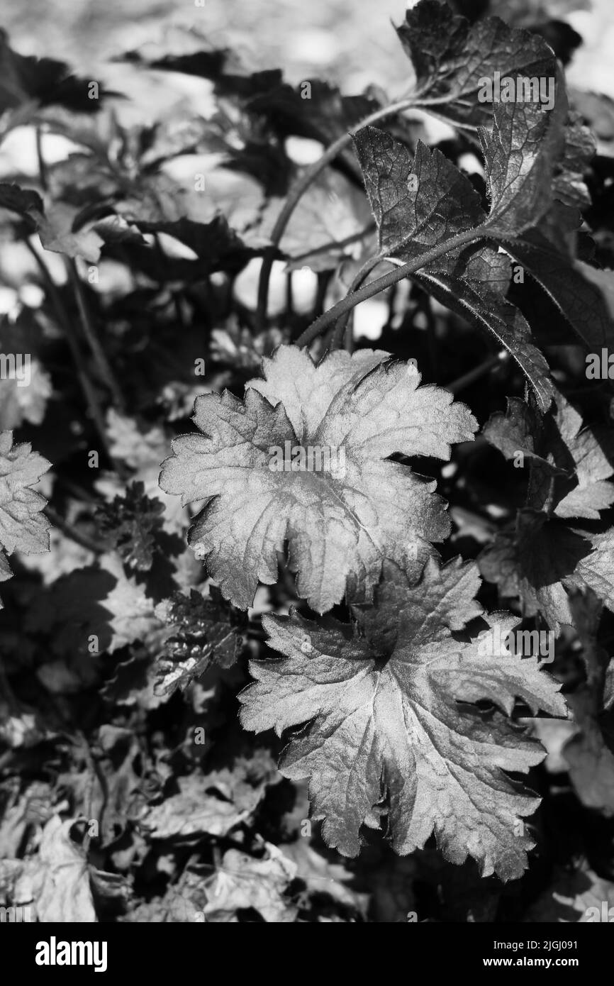Leafy plants growing in the spring garden in black and white Stock ...