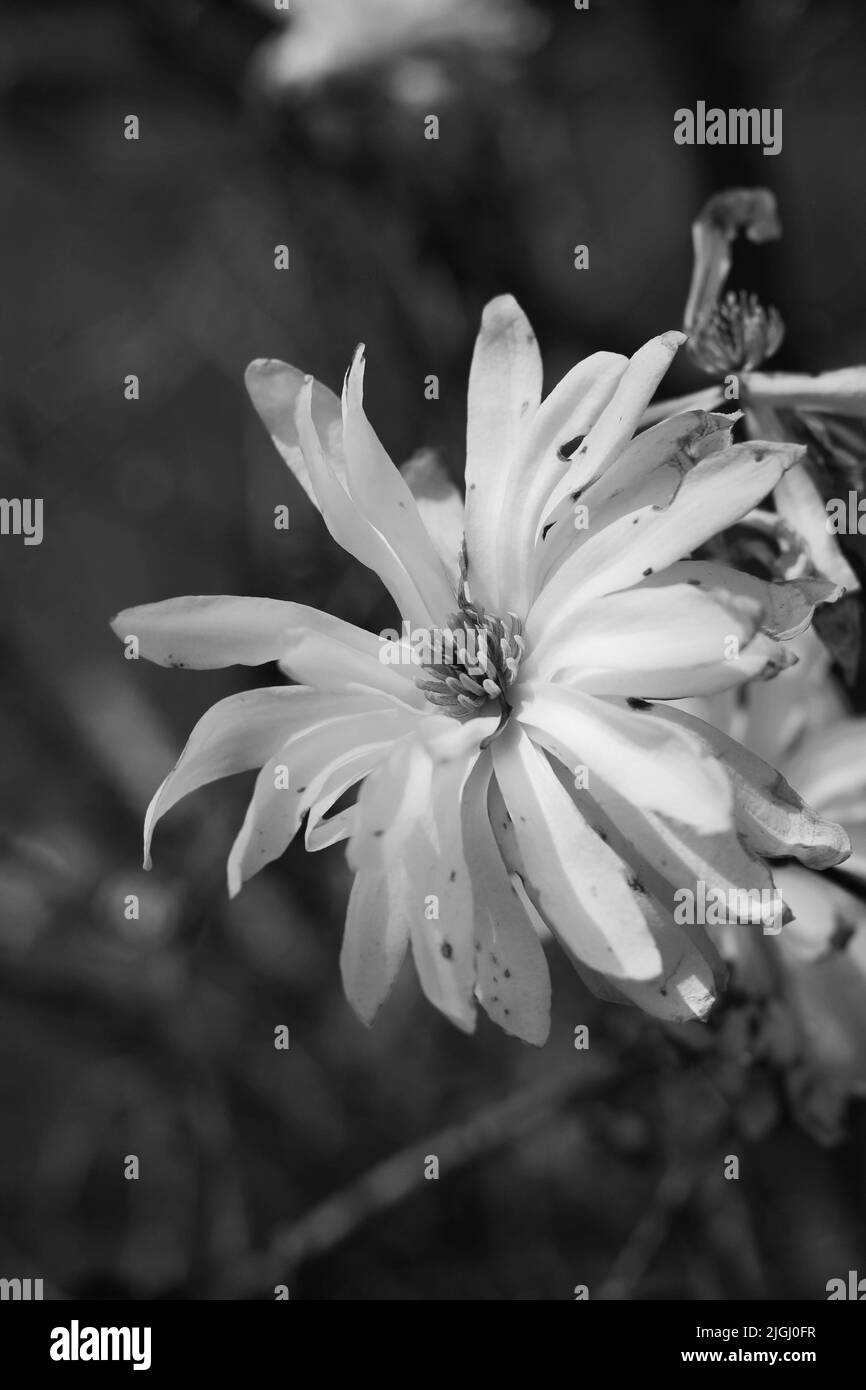 Beautiful spring flowers growing in the flower garden in black and ...