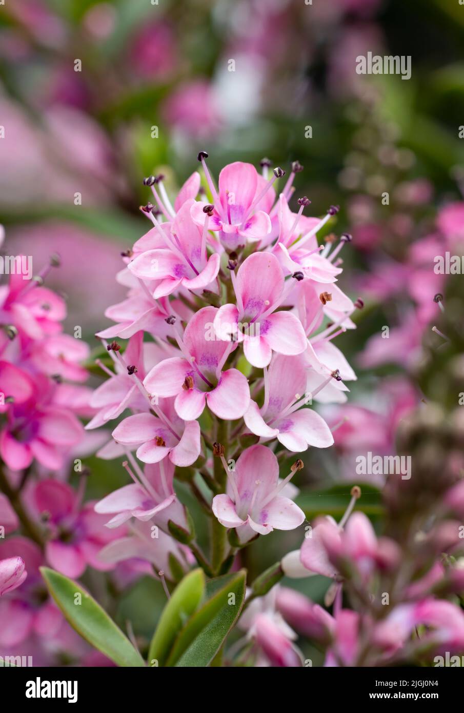 Beautiful pink flowers of a Hebe plant Stock Photo