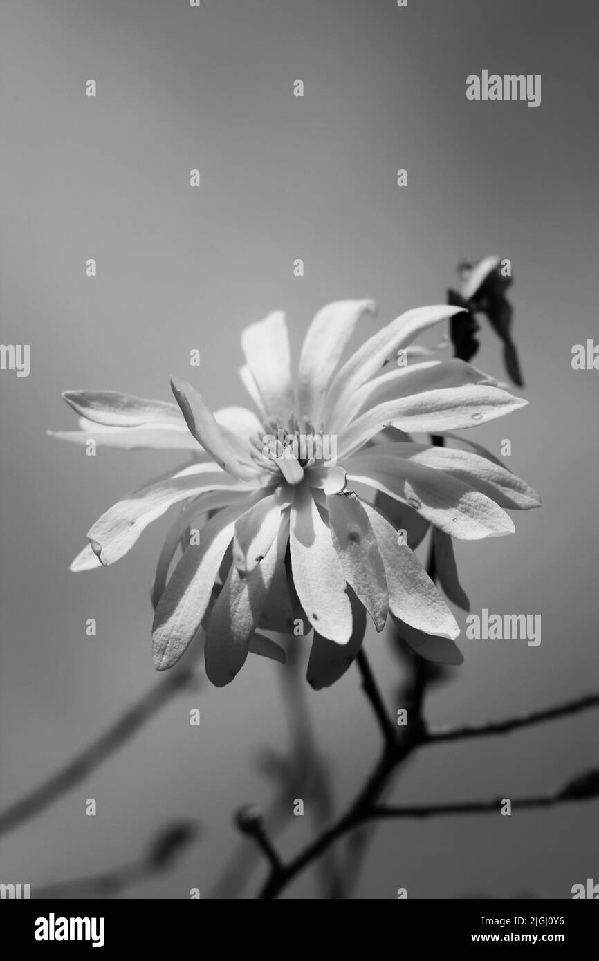 Beautiful spring flowers growing in the flower garden in black and ...