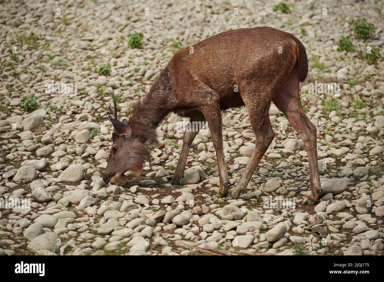 Salt Licking Deer Stock Photo Alamy