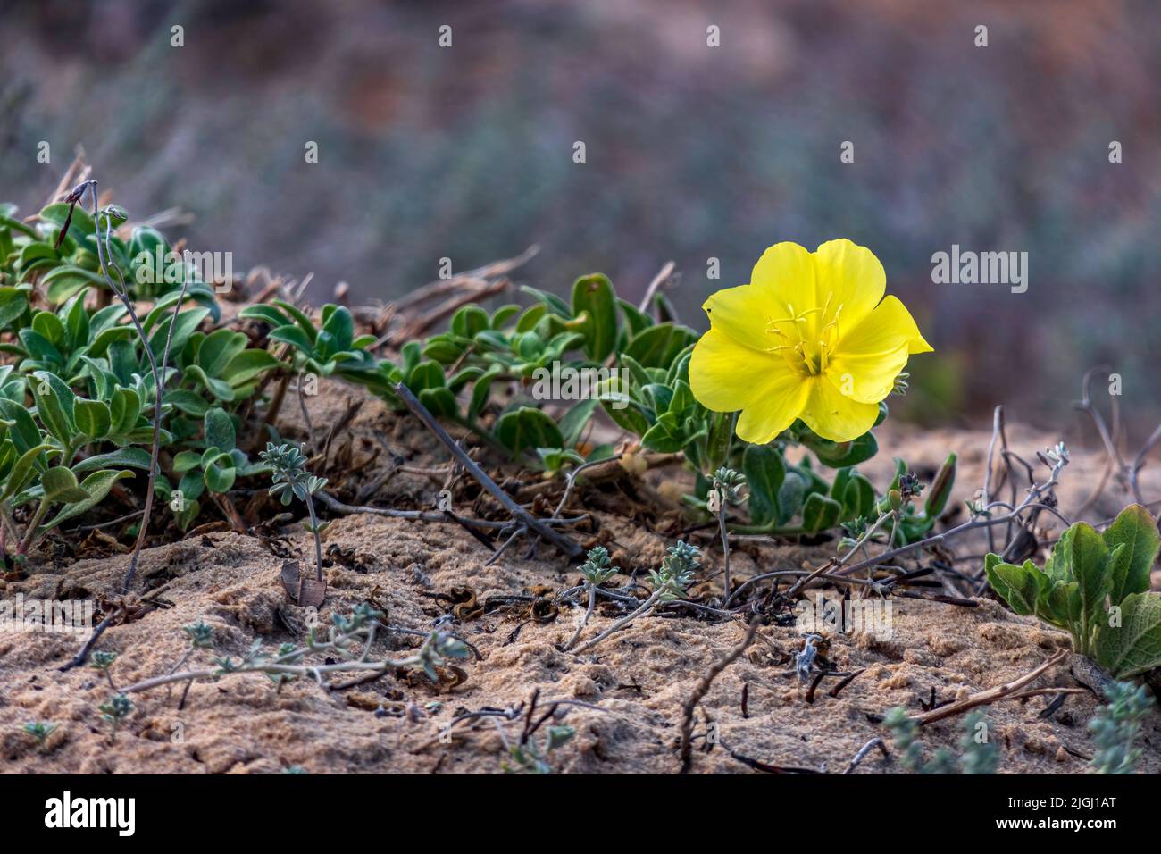 Yellow flower of Oenothera drummondii closeup on blurred background Stock Photo