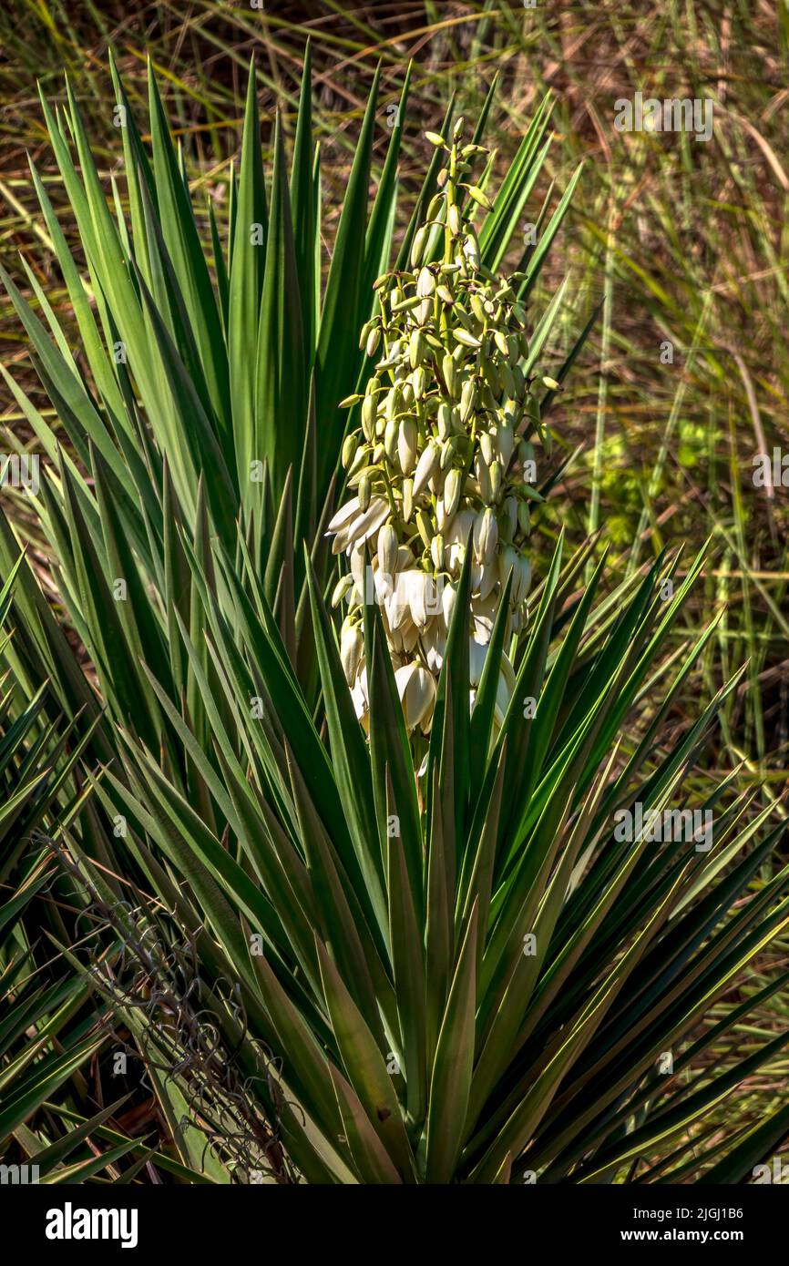 White flowers and buds of Yucca cernua plant closeup among green foliage Stock Photo