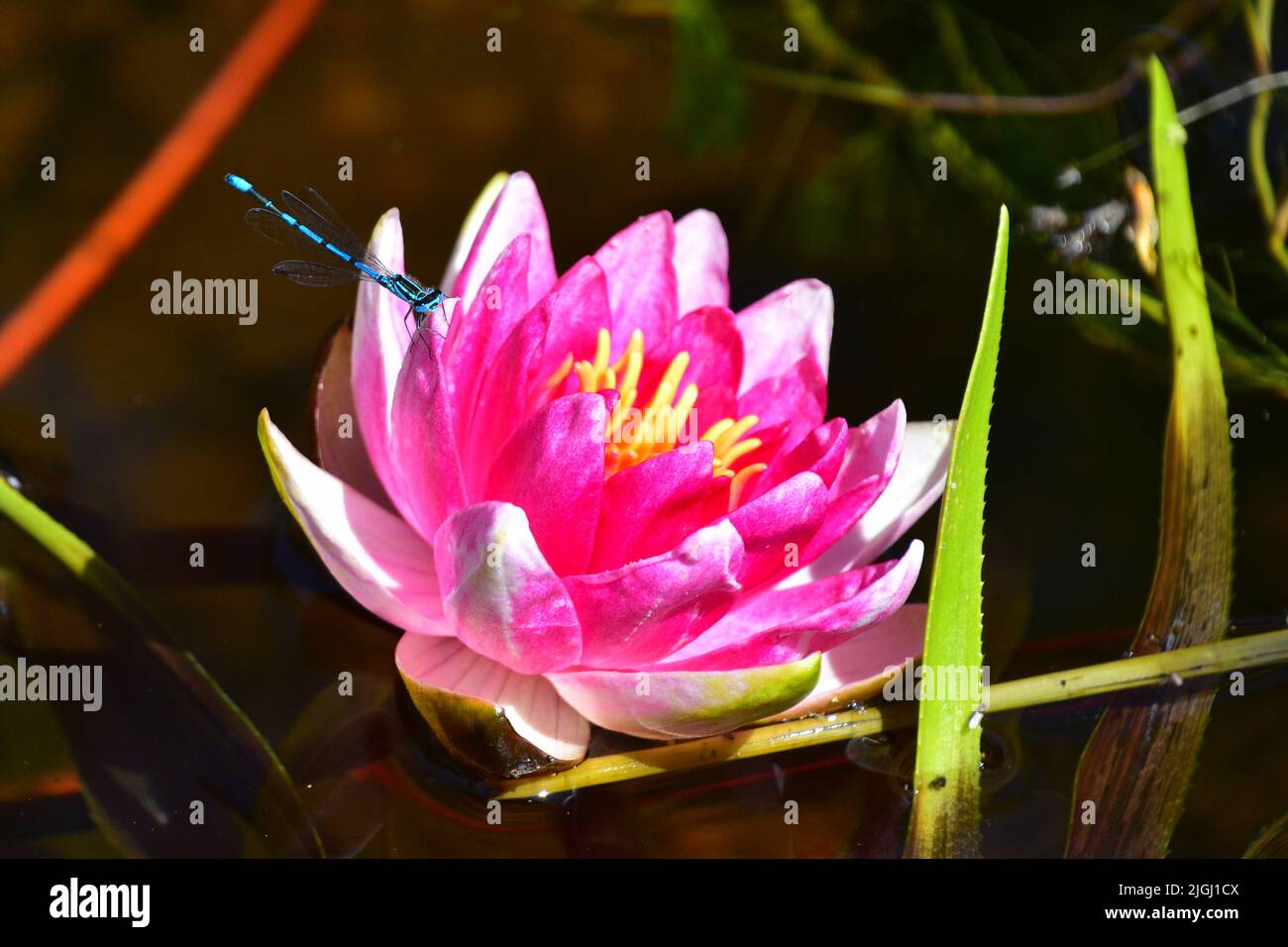 Water lily nymphaea attraction hi-res stock photography and images - Alamy
