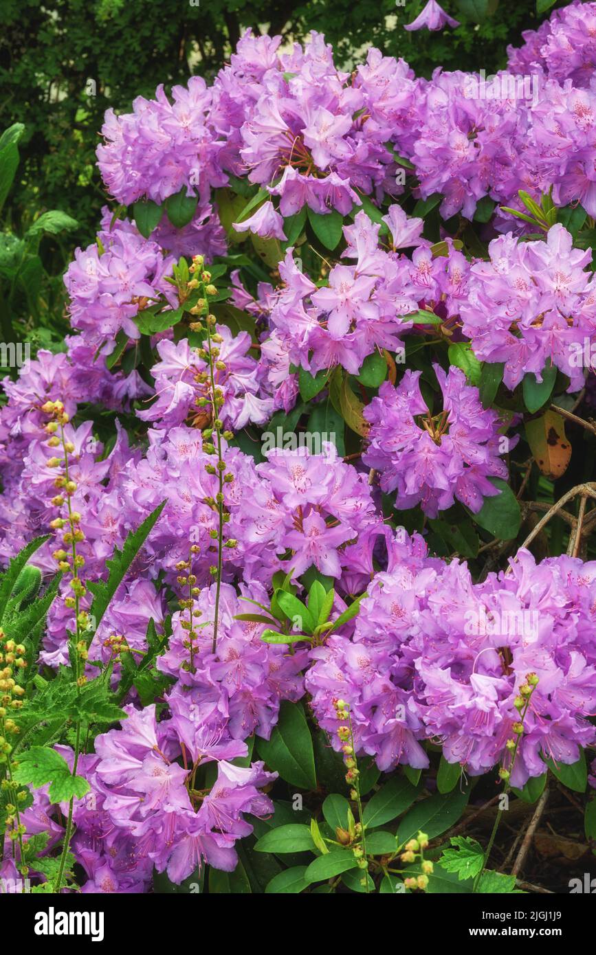Rhododendron is a genus of 1,024 species of woody plants in the heath family, either evergreen or deciduous, and found mainly in Asia, although it is Stock Photo