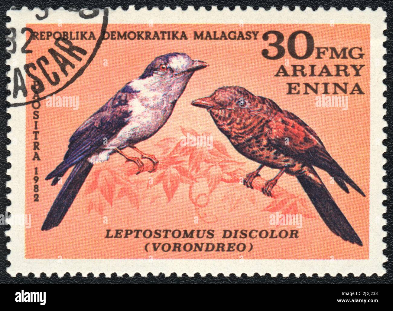 A stamp printed in MALAGASY shows Cuckoo Roller (Leptostomus discolor, vorondreo), from series Birds, 1982 Stock Photo