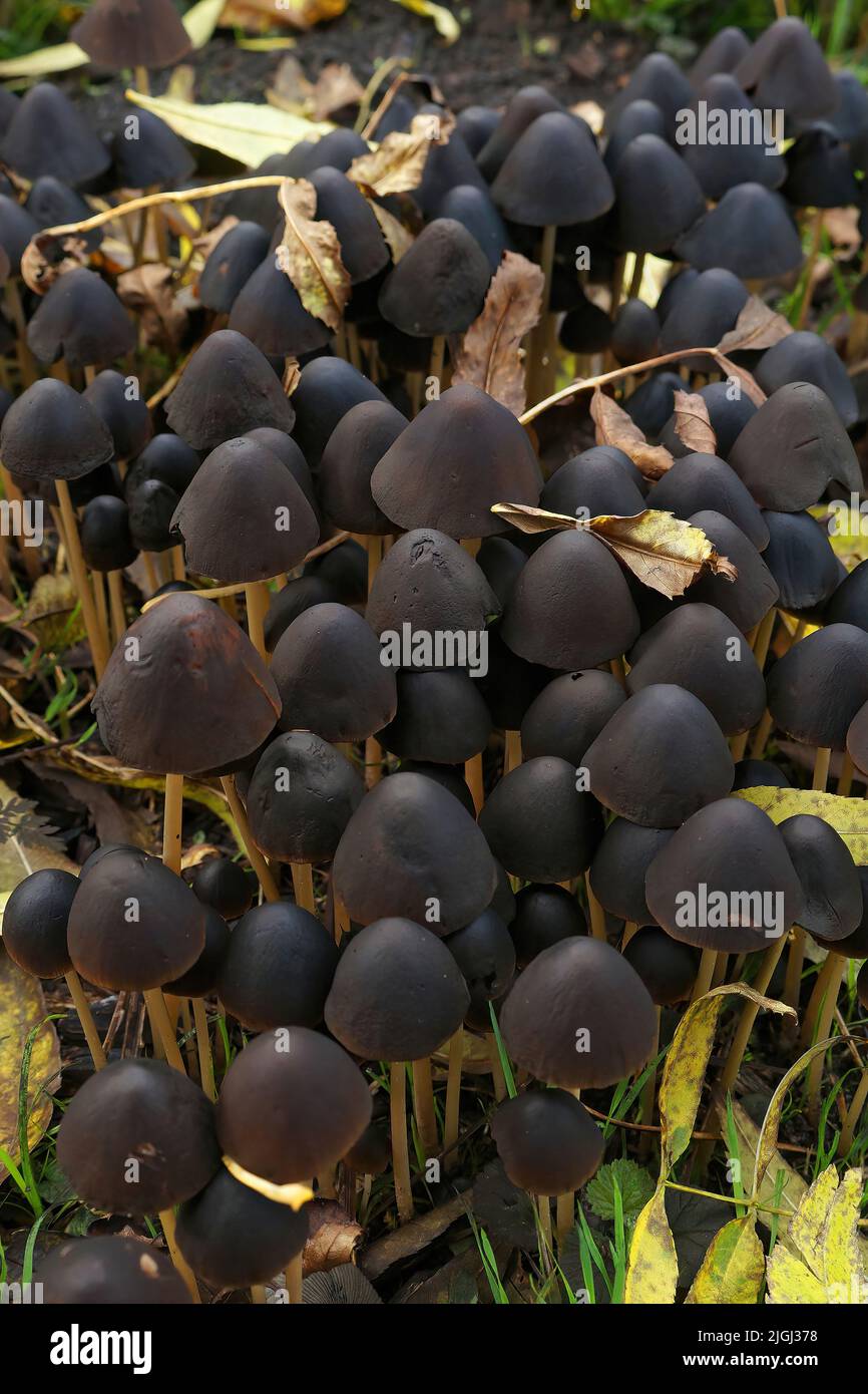 Vertical closeup on a fresh aggregation of purple Conical Brittlestem mushrooms, Psathyrella Conopilus Stock Photo