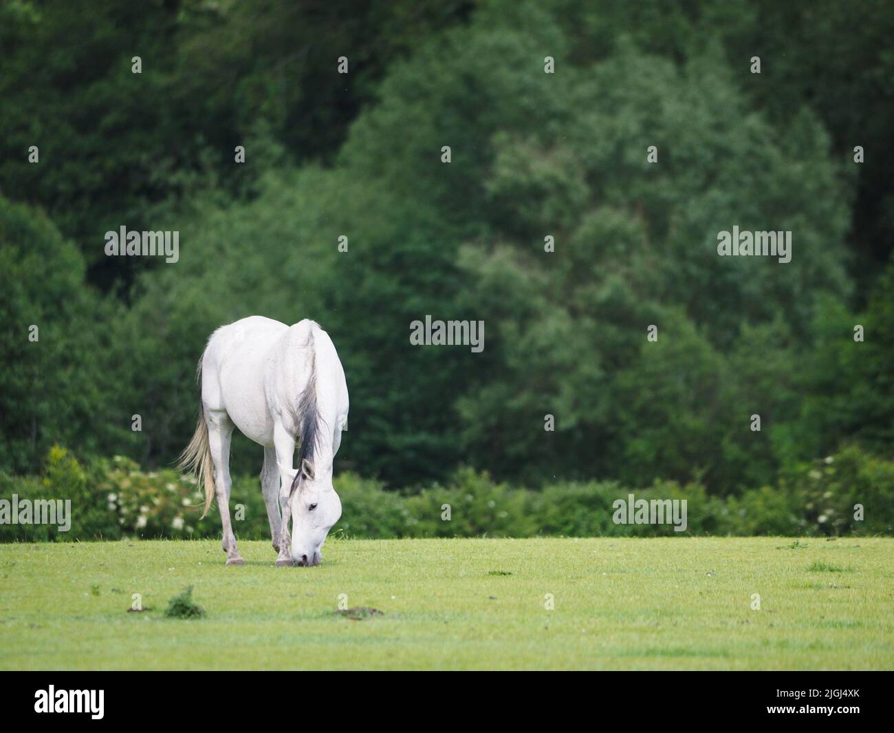 A single grey horse grazes in a summer paddock of short grass. Stock Photo