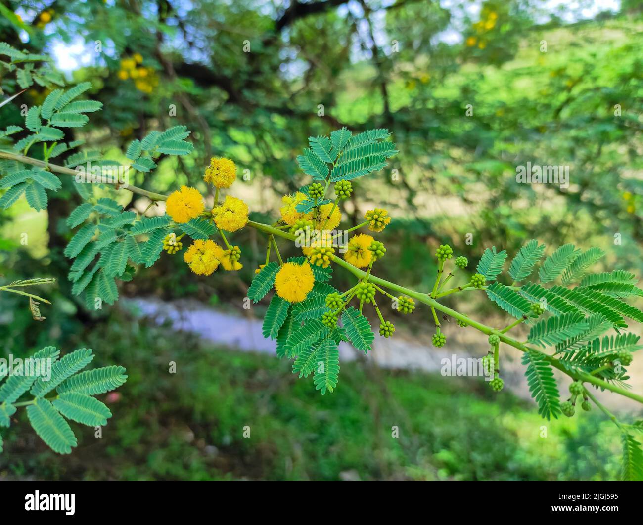 Babul flowers hi-res stock photography and images - Alamy