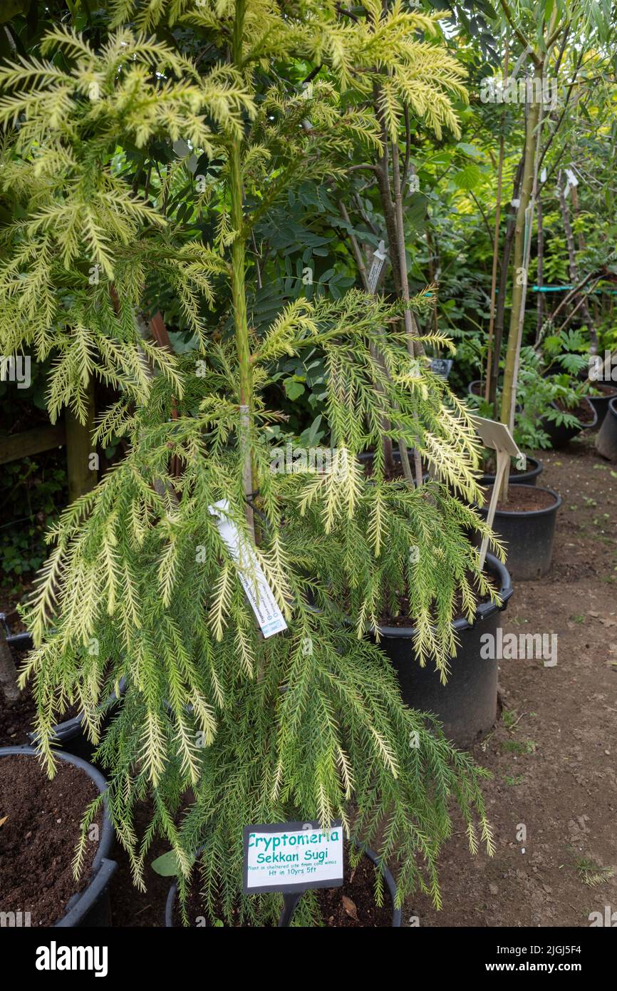 Cryptomeria Seccan Sugi  ornamental plants for sale in a garden centre Stock Photo