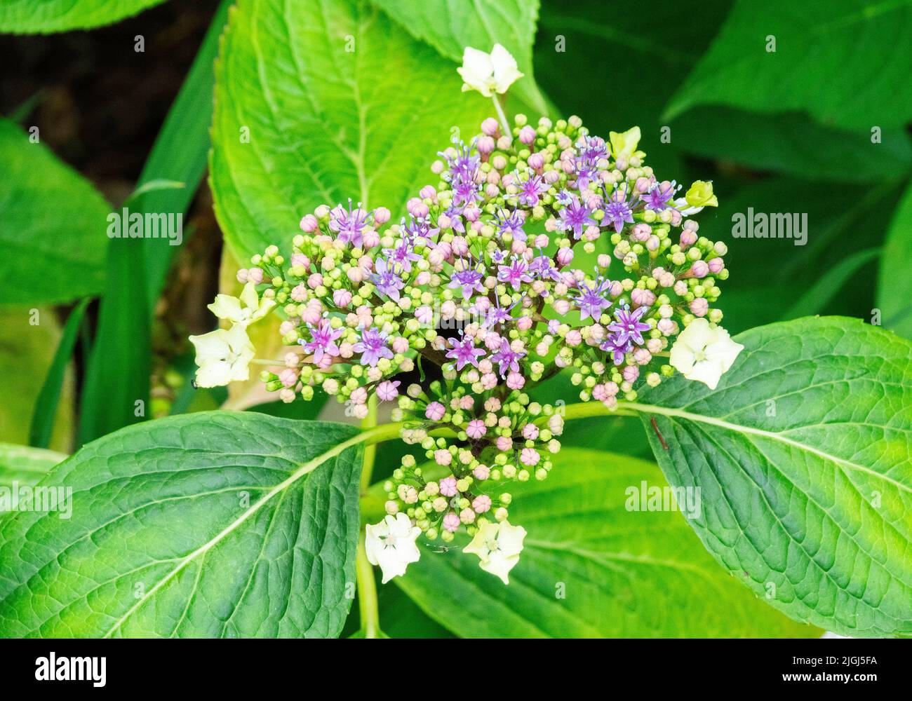Hydrangea  aspera sargentiana plant flowering in a public park in North Yorkshire Stock Photo