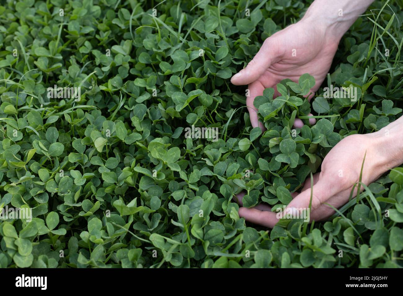 Clover farming hi-res stock photography and images - Alamy